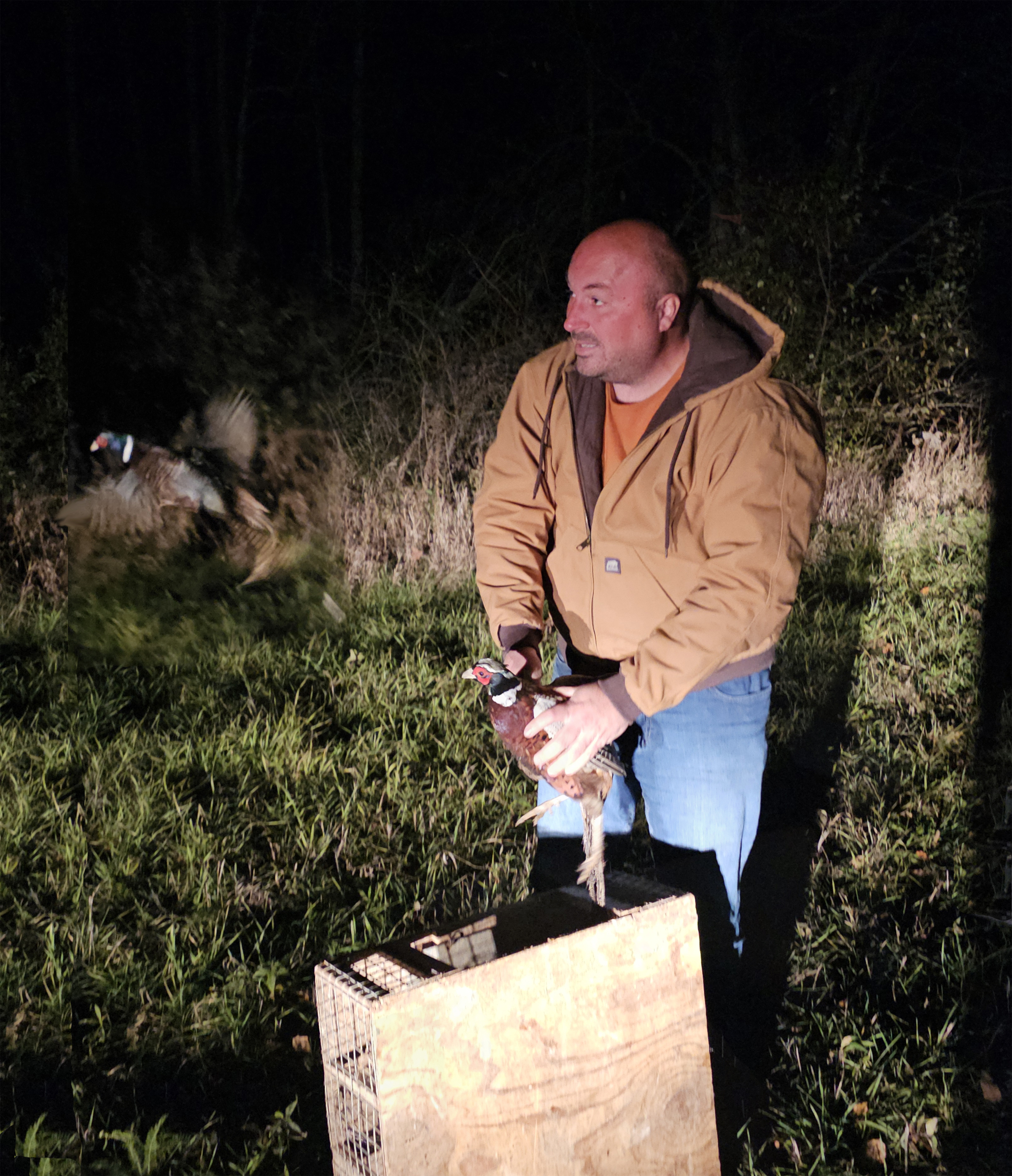A rooster pheasant is released into the night